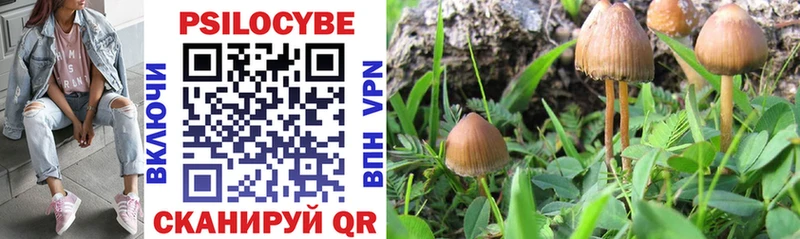 закладки  Гусев  Галлюциногенные грибы Psilocybe 